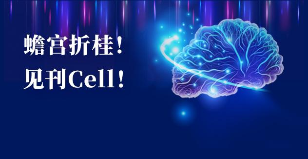 Cell项目文章 | 中国科学家解码人脑多区域时空发育奥秘！
